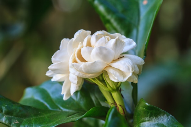 Arabische jasmijn (jasminum sambac) bloem op boom