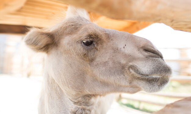 Arabische Kameel Hoofd Close-Up