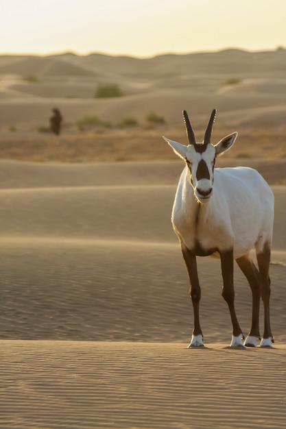 Arabische oryx