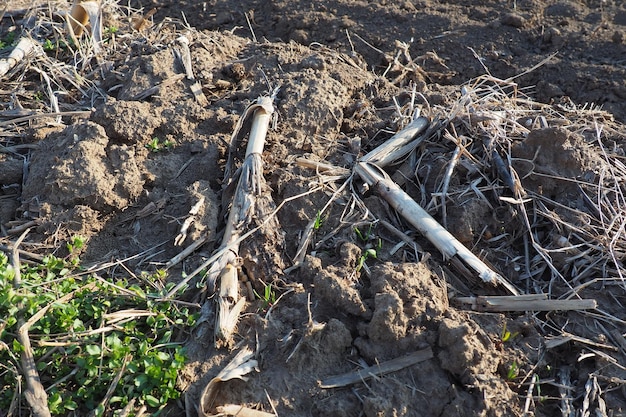 Arable field ready for spring agricultural work plowed black earth cornmeal on the ground fertile