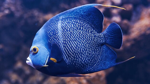 Photo aracana ornata fish is underwater close up view life in ocean