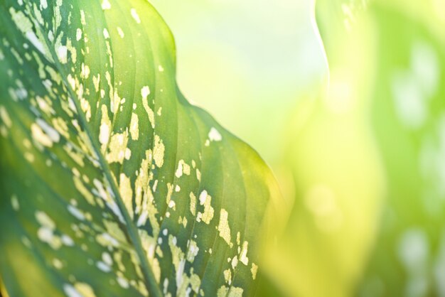 写真 サトイモ科植物の緑の葉と夏の自然に日光ぼかし/ダム杖観賞用植物