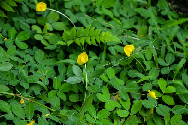 Arachis duranensis plant