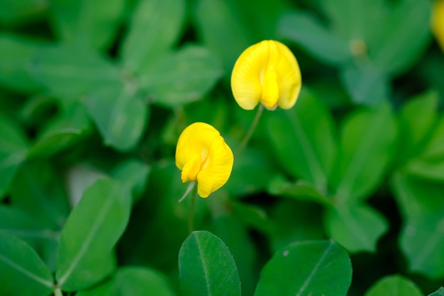 Arachis pintoi, de Pinto-pinda, is een voederplant afkomstig uit de Cerrado-vegetatie in Brazilië. Geel.