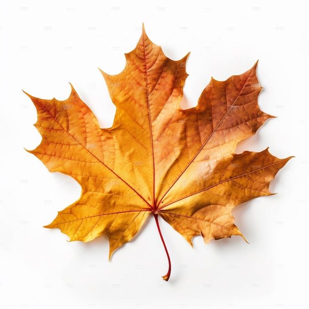 Arafed maple leaf on a white surface with a red line generative ai
