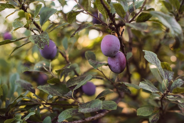 Arandanos en su arbol en el campo