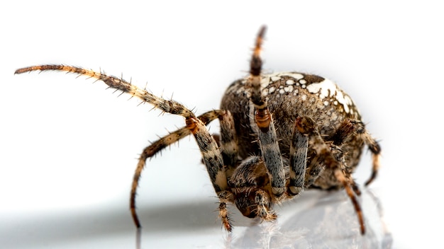 Araneidae Kruisspin