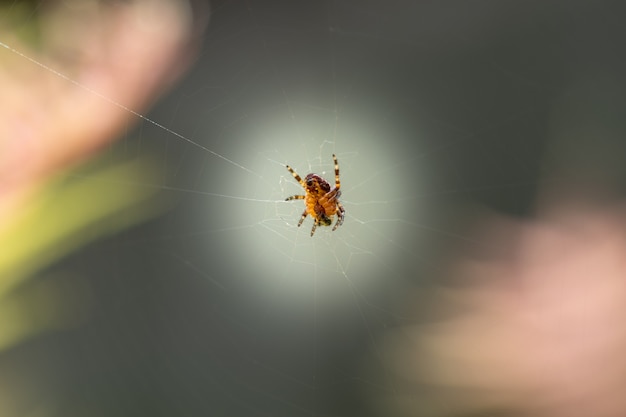 Araneus Diadematus, a European garden spider or crusader spider, sits on a web.