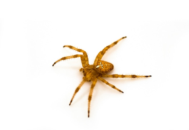 Araneus diadematus voor witte achtergrond