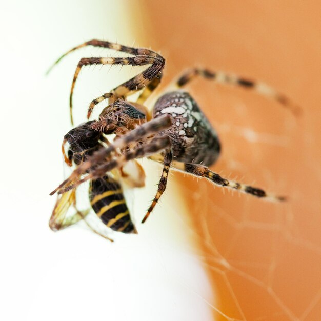 Паук Araneus сосет осу