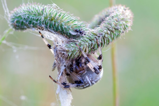 写真 araneus スパイダーが巣を編むクローズ アップ マクロ写真