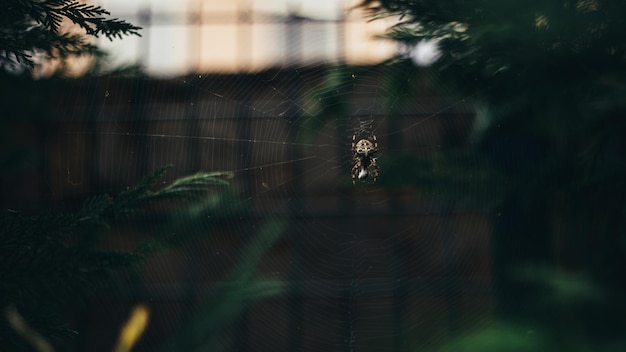 Araneus spider on the web in the garden