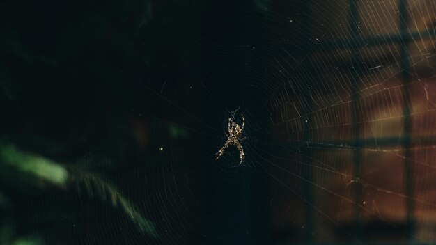 Araneus spin op het web in de tuin