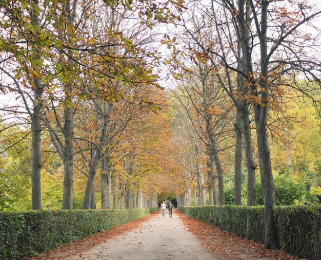 アランフェスの森秋の黄金色完璧な森の散歩マドリードスペイン