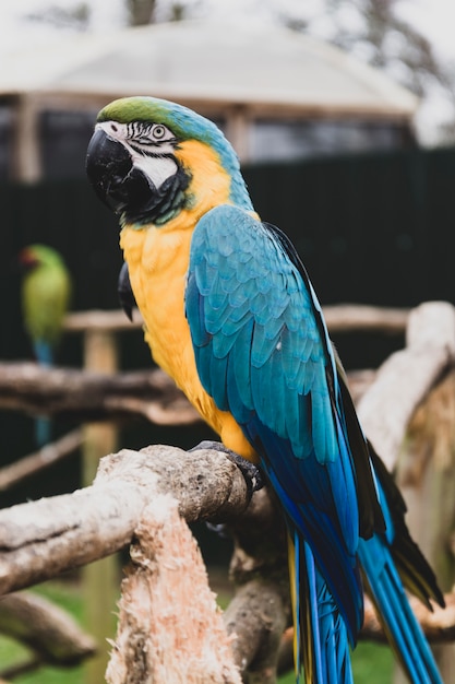 Arapapegaai op takken, blauwe gele kleurrijke papegaaien in de dierentuin.