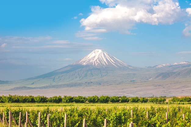 Ararat berg en veld