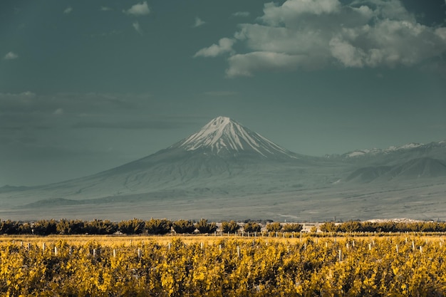 Ararat besneeuwde bergtop gele wijngaardvallei