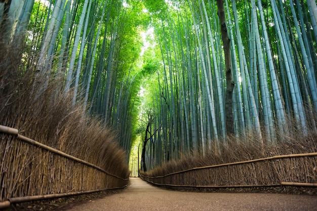 Arashiyama bamboebos