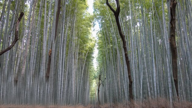 Arashiyama Bamboo Forest in Kyoto Japan op november