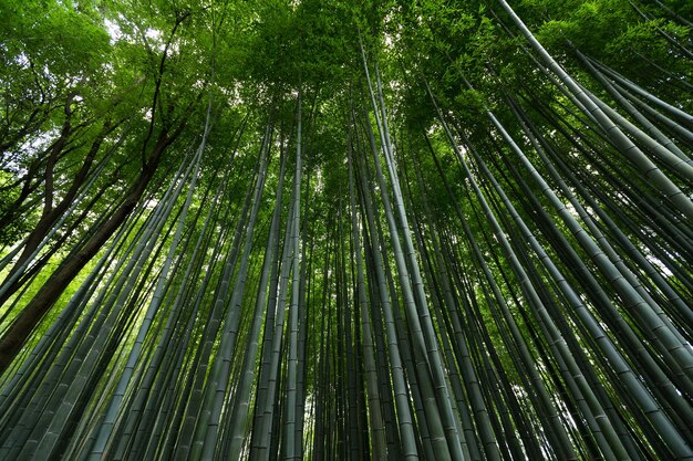 写真 京都のアラシヤマ竹林