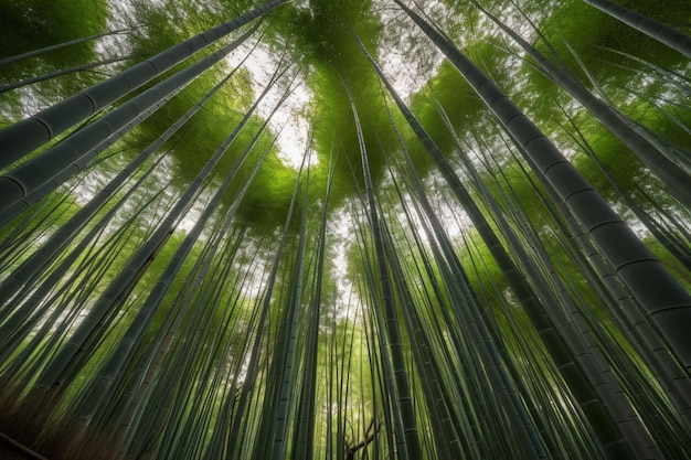 Arashiyama Bamboo Forest in Kyoto Japan