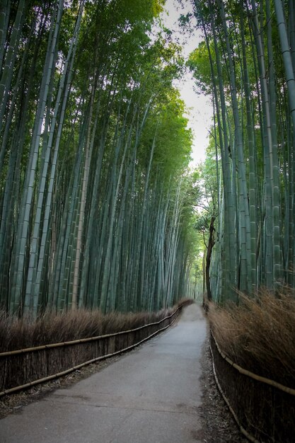 Photo arashiyama bamboo forest kyoto japan