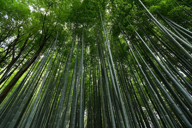 교토 의 아라시야마 대나무 숲