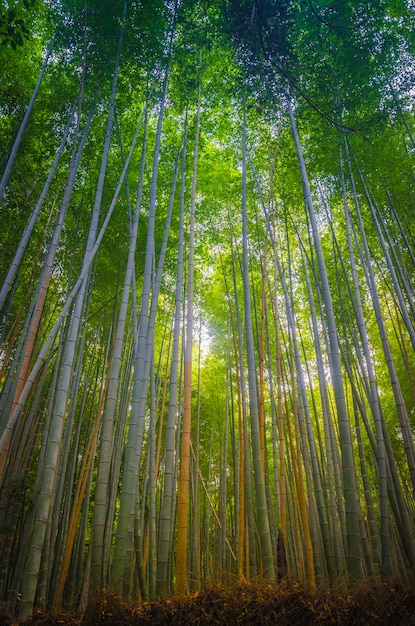 Foto arashiyama bamboo forest kyoto