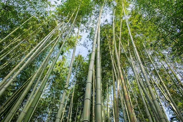 Arashiyama bamboo grove of sagano bamboo forest, is een natuurlijk bamboebos in arashiyama, bezienswaardigheid en populair voor toeristenattracties in kyoto. japan