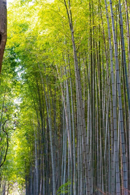 Arashiyama Bamboo Grove Zen tuin een natuurlijk bos van bamboe in Arashiyama Kyoto Japan