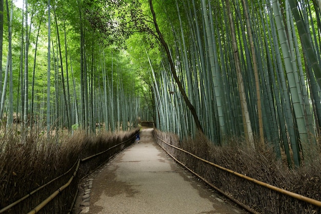 Arashiyama in Kyoto