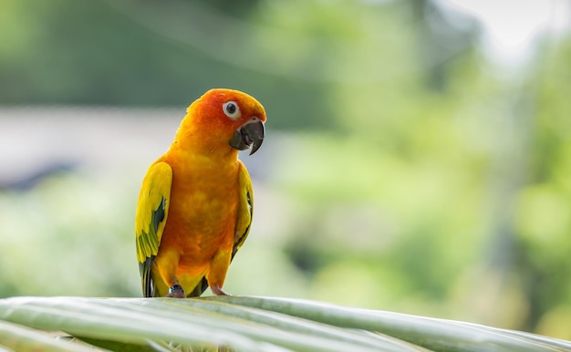 Aratinga solstitialis op banch tree