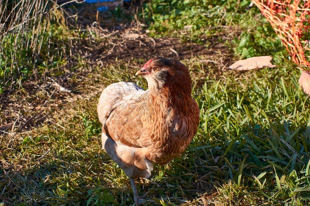 Photo araucana chicken domestic chicken breeds rural scene of village life