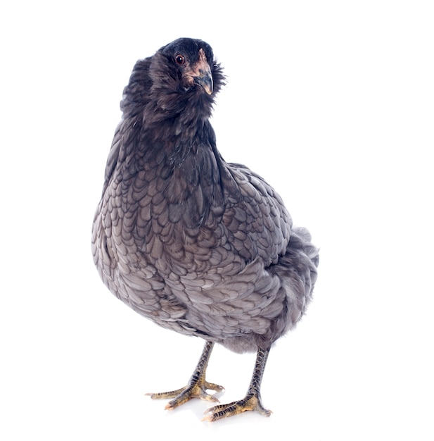 Pollo araucana