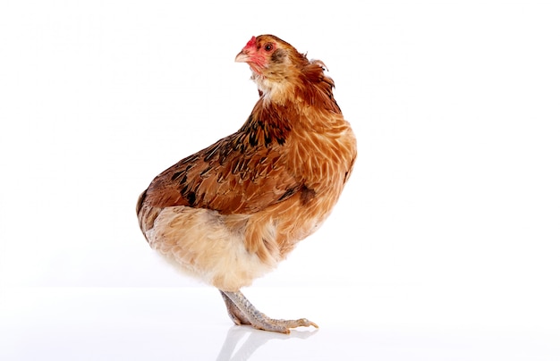 Gallina di araucana delle uova di pasqua blu dal cile