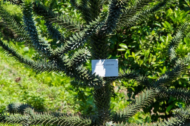 Araucaria araucana boompijnboom groenblijvend