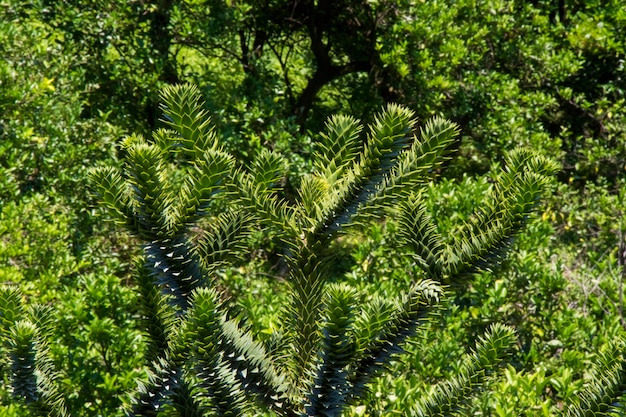 Araucaria araucana 나무 소나무 상록수