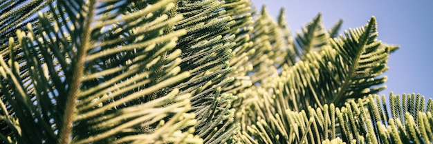 Araucaria heterophylla branch or house pine or norfolk island pine evergreen coniferous tree decorative plant in summer sunny day outdoor on blue sky background bottom view nature landscape banner