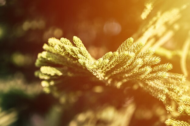 Araucaria heterophylla tak of huis pijnboom of norfolk eiland pijnboom groenblijvende naaldboom decoratieve plant op natuurlijke tuin in zomer zonnige dag donker en licht natuur landschap achtergrond flare