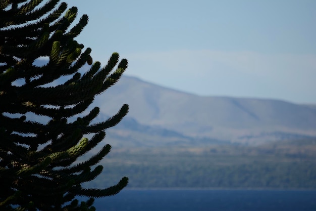 Araucaria patagonia boom met de bergketen en het meer op de achtergrond