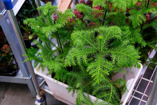 写真 店内で販売されている植木鉢のナンヨウスギ属植物。植物の家を選ぶ。