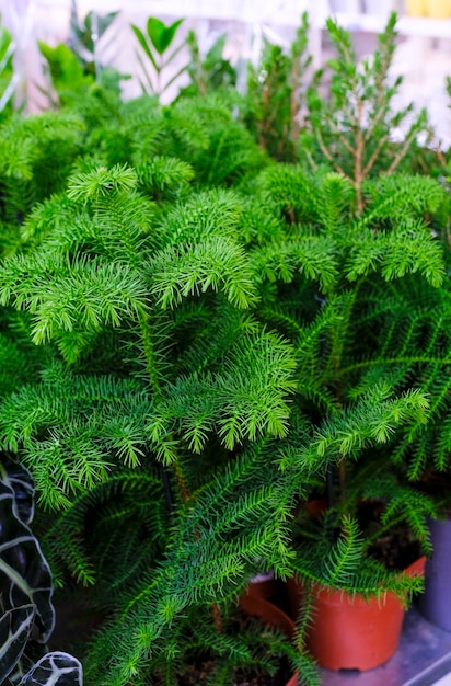 사진 가게에서 판매를 위한 화분에 araucaria 식물. 식물 집 선택.