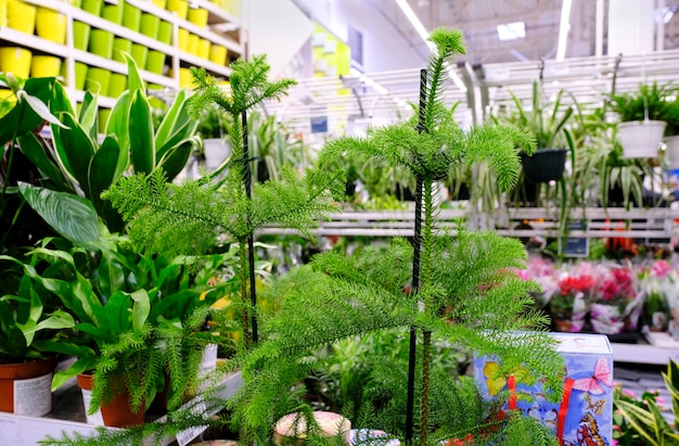 写真 店内で販売されている植木鉢のナンヨウスギ属植物。植物の家を選ぶ。