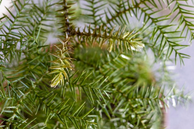 Araucaria Queensland dennenboom close-up