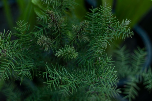 Araucaria tree top angle view