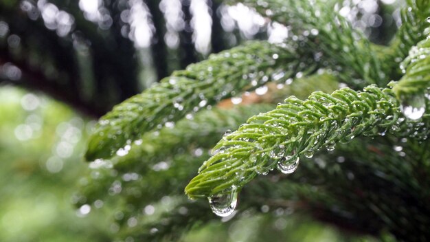 Araucariaceae die doorweekt is van de regen.