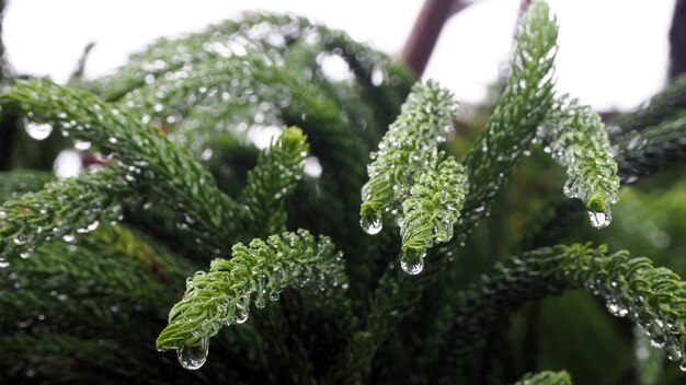 비가 흠뻑 젖은 Araucariaceae.