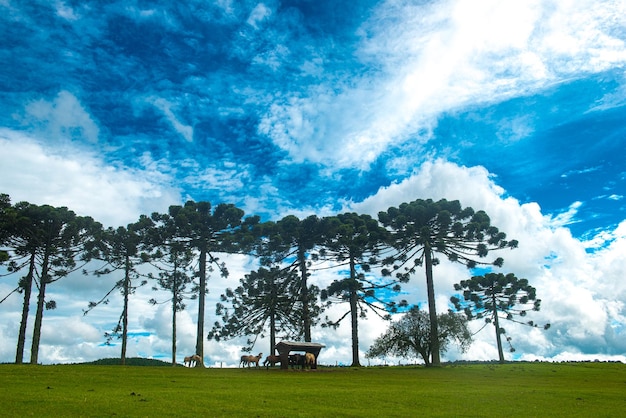 ARAUCARIAS Araucaria angustifolia dominant tree species in southern Brazil