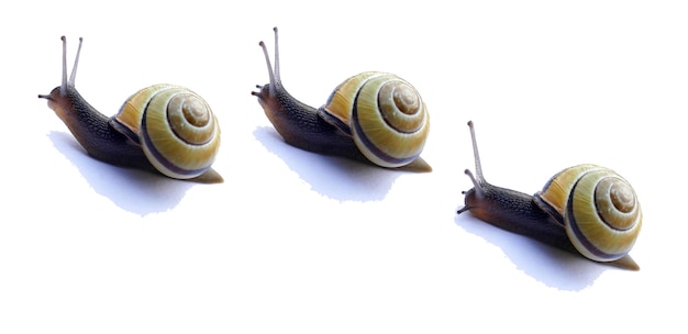 Ð¡aravan of three snails