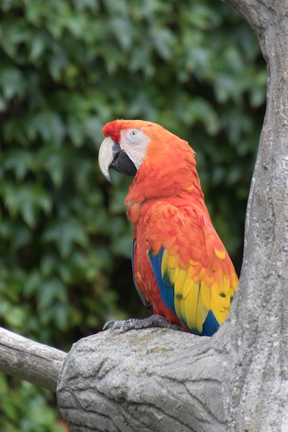 Foto araw papegaai op zijn perch